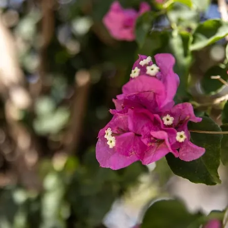 Chez Mathieu Et Carlota Murches